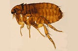 Murine Typhus