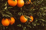 The Howey Test. How a Citrus Farmer Affected Crypto.