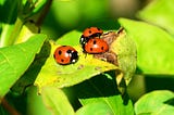 Integrated Pest Management (IPM): Get a Healthy Harvest from Your Garden