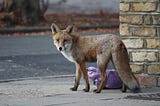 A fox in the street