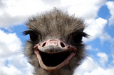 Ostriches don’t bury their heads in the sand — but we do!