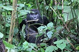 Where to see Gorillas in Africa and the ideal safari packages.