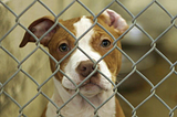 Adopt, Don’t Shop: 7 Reasons Why a Shelter Pet is Right for You