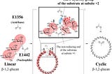 Uncovering The Cyclization Mechanism of Cyclic β-1,2-Glucan Synthase