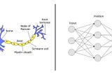 Artificial Neural Network v/s Biological Neural Network