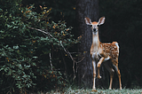 A photo of a deer standing in the forest.