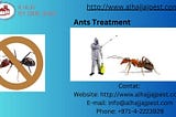 Effective ant treatment involves identifying the ant species and using targeted baits or…