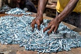 A worker sorting a pile of small fish in Zanzibar. — stock photo| Source: https://www.gettyimages.com/detail/photo/worker-sorting-a-pile-of-small-fish-in-zanzibar-royalty-free-image/997208760?adppopup=true