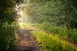 A pathway between trees