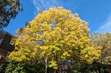 A picture of a tree in autumn. The leave are yellow and contrast with the blue sky above. The tree is on the side of a small road, on a council estate.