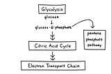 The alternative fate of  Sugar— The Pentose phosphate pathway