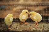 chicks in a coop