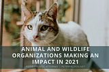 Animal and Wildlife Organizations Making an Impact in 2021 | Peter Palivos