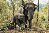 And adult and juvenile elephant make their way through the forest; their trunks reaching for leafy foliage.