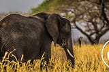 An elephant — photo by Follow Alice