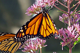 Monarch butterfly on pink flowers