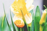 A Reflection on Pope Francis’ 2024 Easter Message
