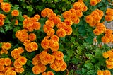 Aussie Garden Report