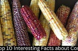 Interesting Facts about Corn — Coolest Fact