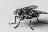 Close-up photograph of a fly from https://commons.wikimedia.org/wiki/File:Fly_insect.jpg