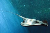 How a thief just might be saved by a “StingRay”