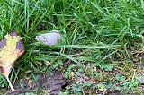 A rose quartz in the grass — not the one in my story, because I lost that, didn’t I?