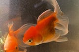 The Tale of the Proud Gold Fish