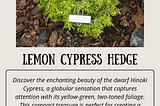 Compact Elegance: The Versatile Hinoki Cypress for Any Garden