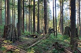 British Columbia forest showing young red cedar trees with large cedar stumps.