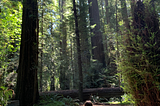 Decoding A Coastal Giant: Full-Length Transcriptome of Sequoia sempervirens