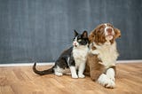 6 Tips for Introducing Your Cat to Your Dog