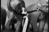 Iconic Image of model standing between elephants.