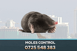 If you are facing mole problems, PestPro offers a professional Mole Control Service in Nairobi, Kenya, designed to effectively manage and eliminate mole infestations