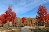 An autumn landscape of red-leaved maple trees by a lake. Rest is part of Nature (Photo by the author, Nov. 2025)