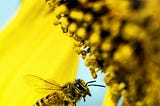 Will the extinction of bees cause human life to end?