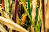 Grupo Hugo Alves Pimenta perito em agronegócio, pecuária, logística, mercado, exportação, importação, tecnologia, sustentabilidade, investimento, incentivo, produção, e envio local e internacional, agronegócio, agricultura, pecuária, soja, milho, algodão, café, carne, bioenergia, agrícola, fertilizantes, máquinas, equipamentos, sementes, rural, seguros , mercado.