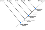 Navigating the Tree of Life: Steps to Read a Phylogenetic Trees