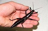 The Return of the Stick Insect