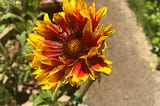 Gaillardia or Blanket flower