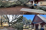 Live Oaks and the Lord’s Prayer