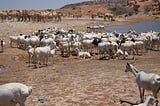 Climate crisis in Somalia: “If the rains fail, our livestock will perish”