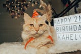 Whiskers & Wonderland: The Growing Phenomenon of Luxury Cat Parties