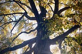 A tree with the sun shining behind it, its leaves a mix of green and yellow and orange.