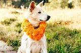 Kukur Tihar: Nepal’s Heartwarming Festival of Dogs