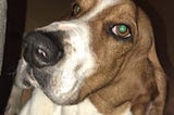 DaphneyLand: Basset Hound Rescue in Acton, CA