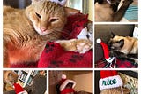 Cats Do Not Appreciate Holiday Hats