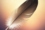a feather with a light background
