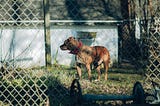 In Defense of Pitbulls: The Widespread Tragedy of Dogfighting