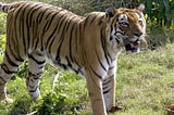 A Tiger in Bengaluru.