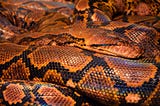 Understand Python Data Model Through Coding and Debugging